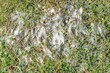 Snow mold in the grass, plant dissease. Gray snow mold (also called Typhula blight)