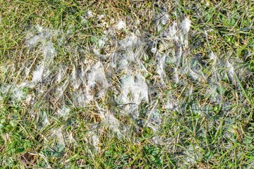 Snow mold in the grass, plant dissease. Gray snow mold (also called Typhula blight)