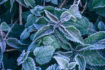 Poster - Close up beautiful surface of frozen plant background winter-autumn .