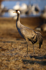 Canvas Print - The common crane (Grus grus), also known as the Eurasian crane. Adult crabe on the horizon in the yellow grass in the background of water birds.