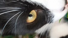 Vertical Macro Footage Of Black White Cat Looking At Camera And Sniffing Grass. Closeup View Of Feline Animal Face Outdoors At Summer Day Among Green Plants. A Young Fluffy Pet With Whiskers In Nature