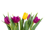 Fototapeta Tulipany - Bunch of fresh purple, yellow tulip flowers close up isolated on white background. Spring holidays concept background.