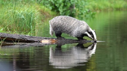 Wall Mural - Wildlife in Europe forest. Badger in wood, animal in nature habitat, Germany, Europe. Wild Badger drink water in the river, Meles meles, animal in wood. Mammal in environment, rainy day. 