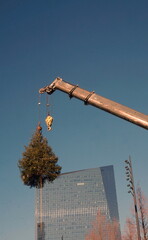 Wall Mural - Evergreen Christmas Tree Dangling from Crane in Urban Setting