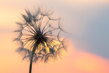 Fototapeta Dmuchawce - Dandelion silhouetted against the sunset sky. Nature and botany of flowers