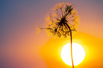 Wall Mural - Dandelion silhouetted against the sunset sky. Nature and botany of flowers