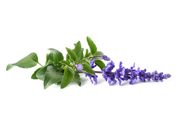 Wall Mural - Salvia farinacea flowers