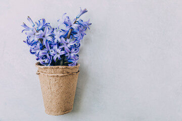 Wall Mural - Blue hyacinth flower on gray stone background.