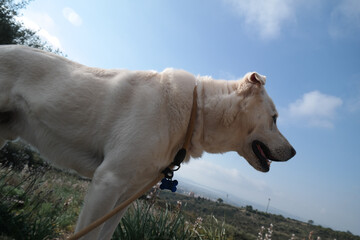 Poster - Cane bianco pastore