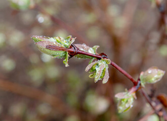 Wall Mural - Spring green bud on branch.