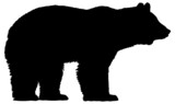 Fototapeta Pokój dzieciecy - Black and white vector silhouette of an adult bear standing and looking forward. Isolated on white background.