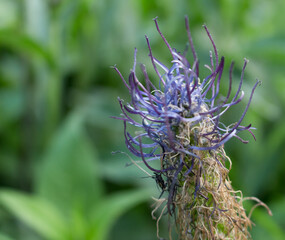 Sticker - purple flower