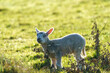 Inquisitive little lamb