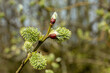 Buds on a branch in spring