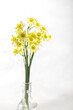 spring daffodils in vase