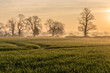 Field of wheat at sunrise