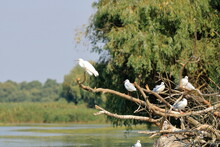 Great White Egret In Danube Delta, Romania