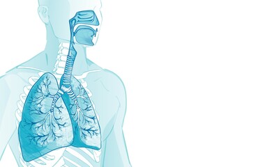 3d vector of the human respiratory system, lungs, alveoli. inside larynx nasal throttle anatomy. man