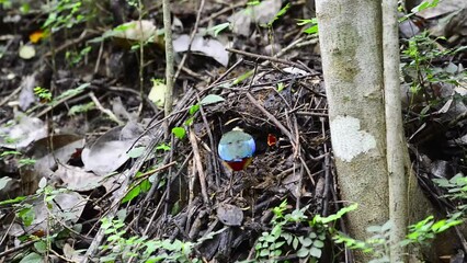 Sticker - blue-winged pitta feeding young and removing fecal sac at the nest