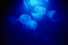 Jellyfish Swims Under Water With Blue Background, Sea Life In Zoo Aquarium