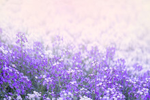 Field Of Lilac Flowers Alyssum.