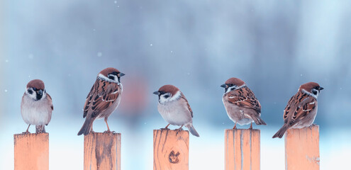 flock of small sparrow birds are sitting on a wooden fence in the village