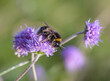 Bee on wild meadow flower