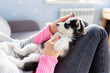 Cute, charming husky puppy, lying on the lap of a young and caring woman owner. Close-up. Pet care concept