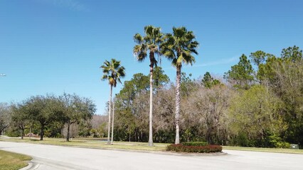 Canvas Print - Beautiful palm tree in winter of Florida	