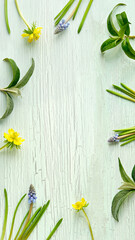 Spring background in shades of green. Springtime leaves and yellow erranthis flowers on cracked aged mint green wood, copy-space.