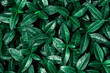 Natural green background of shiny leaves