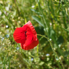 Poster - Gros plan sur fleur de coquelicot ou Papaver rhoeas à pétales froissés rouge vif  à l'extrêmité d'une tige hérissée de poils