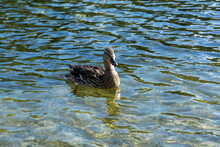 Wild Duck Floating On The Lake Surface