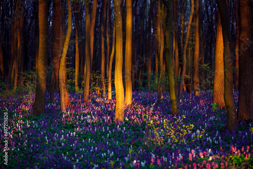 Papier Peint - The magical forest at sunset is covered with Corydalis cava flowers and illuminated trunks.