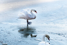 White Swans On The Ice Of Frozen Lake In Winter