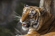 male Malayan tiger (Panthera tigris jacksoni) he's looking very dangerous with his teeth out
