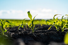 Super Close Up Of Young Corn Seedlings Growing In A Fertile Soil In A Summer With A Sunset Sky. Agriculture.