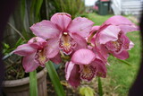 Fototapeta Storczyk - Orchid Bloom