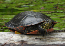 Painted Turtle Basking In The Sunshine On The Wooden Log