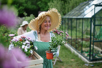 Senior woman florist carrying crate with planted flowers outdoors in garden.