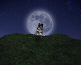 Fototapeta  - dog on the moon