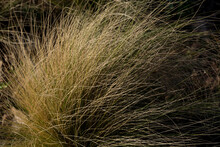 Yellow Long Dry Grass Regenerates On A  Sunny Spring Day In The Park. Natural Background And Texture Concept