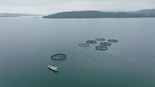 High Angle Aerial Drone View Of A Large Salmon Fish Farm (Aquaculture Of Salmonids) Off The Coast Of Tinderbox In The Local Government Area Of Kingborough In The Hobart Region Of Tasmania, Australia.