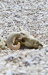 Canvas Print - A vertical shot of a skull of a goat on the small white rocks