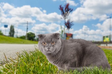 Canvas Print - Cute young cat walking outside in the grass