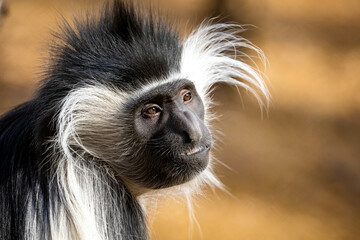 Wall Mural - Cute colobus monkey head close up portrait