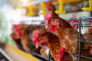 Hens in factory, Chicken in cages