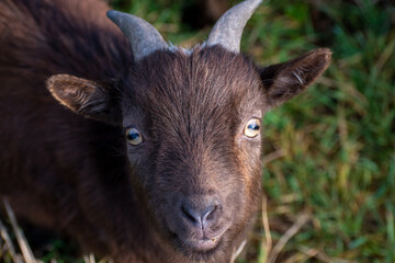 Poster - A macro shot of a cute brown goat on the grass