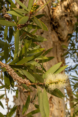 Melaleuca blossom and tree trunk