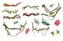 Liana Or Vine Winding Branches Cartoon Vector Illustration. Jungle Tropical Climbing Plants.
